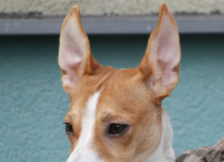 Kes see Sinu arvamust küsis?