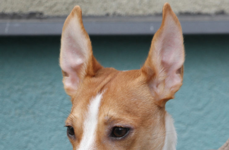 Kes see Sinu arvamust küsis?